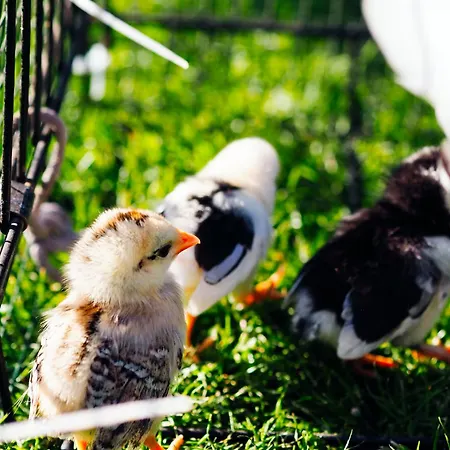 Siedlisko Słoneczny Jar Gospodarstwo agroturystyczne