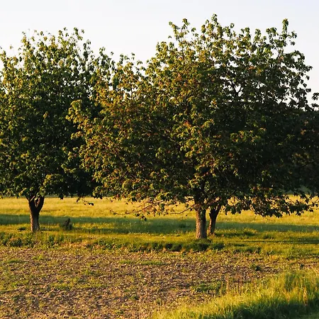 Gospodarstwo agroturystyczne Siedlisko Słoneczny Jar Chojno-Blota Wielkie