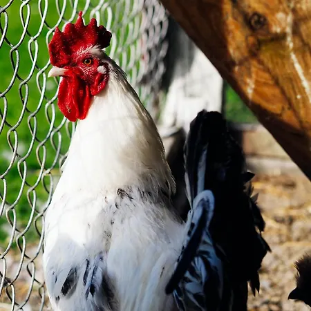 Siedlisko Słoneczny Jar