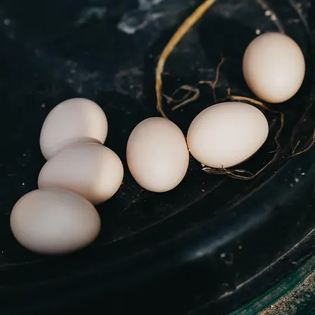 Siedlisko Słoneczny Jar