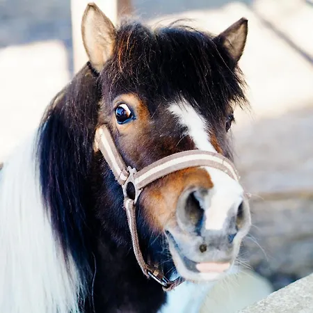 Siedlisko Słoneczny Jar Gospodarstwo agroturystyczne