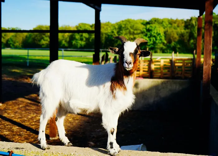 Siedlisko Sloneczny Jar Bauernhof Chojno-Blota Wielkie