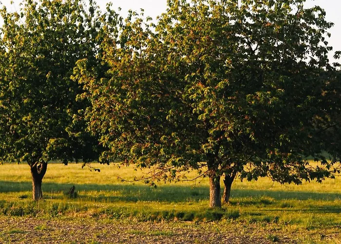 Bauernhof Siedlisko Sloneczny Jar Chojno-Blota Wielkie