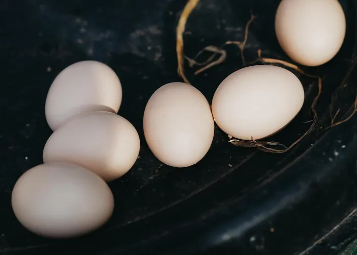 Siedlisko Sloneczny Jar