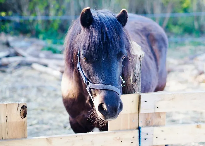 Siedlisko Sloneczny Jar * Chojno-Blota Wielkie