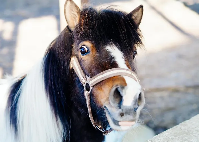 Siedlisko Sloneczny Jar Bauernhof